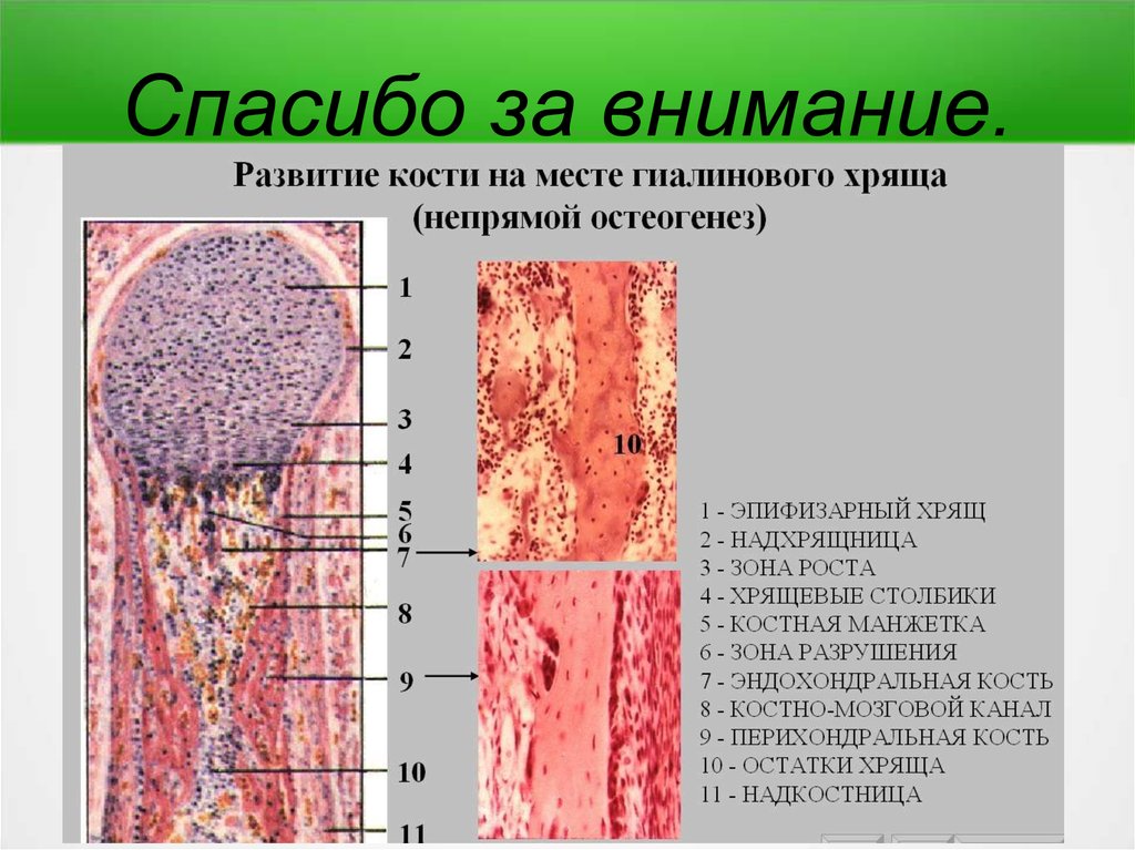 Схема непрямого остеогенеза гистология