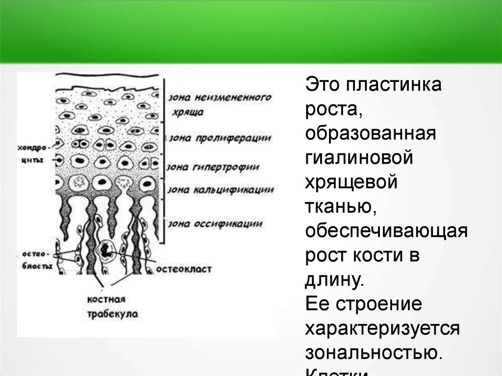 Аппозиционный рост хряща. Гиалиновая хрящевая ткань строение. Гиалиновый хрящ строение кости. Гиалиновый хрящ строение. Регенерация гиалинового хряща.