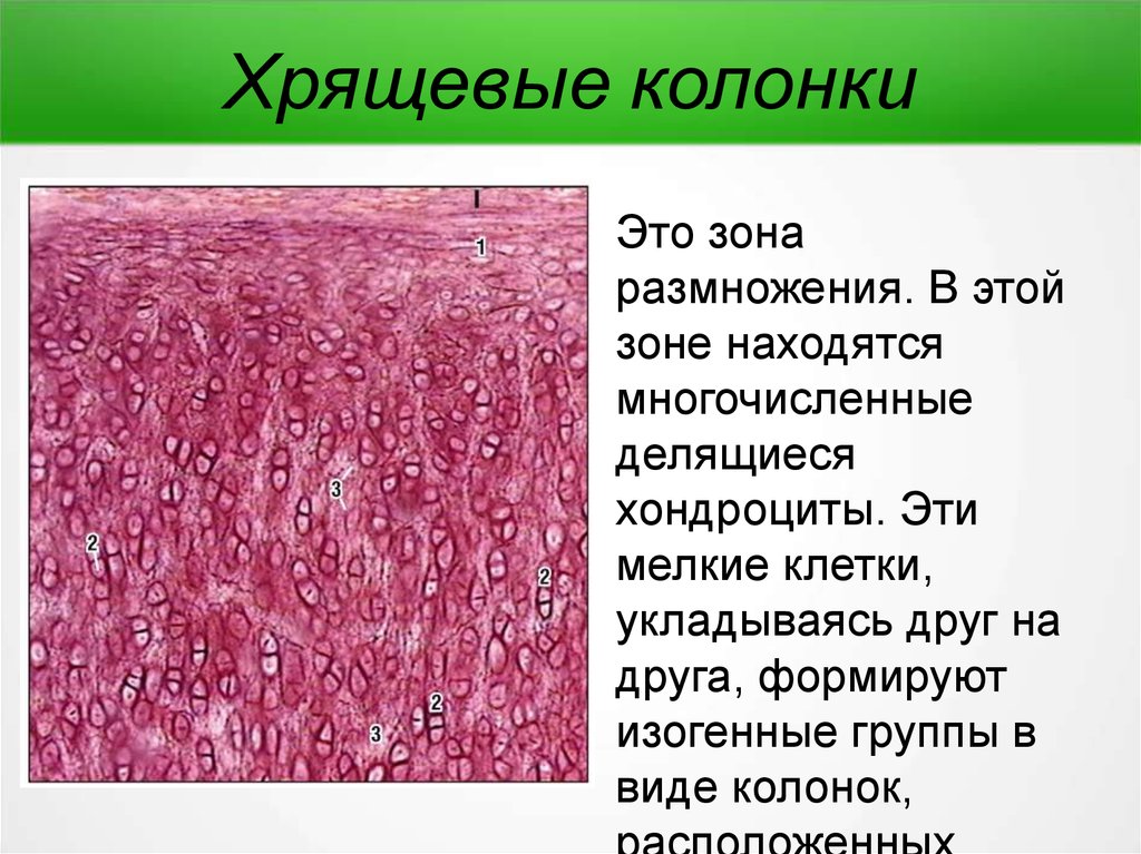 Непрямой остеогенез схема