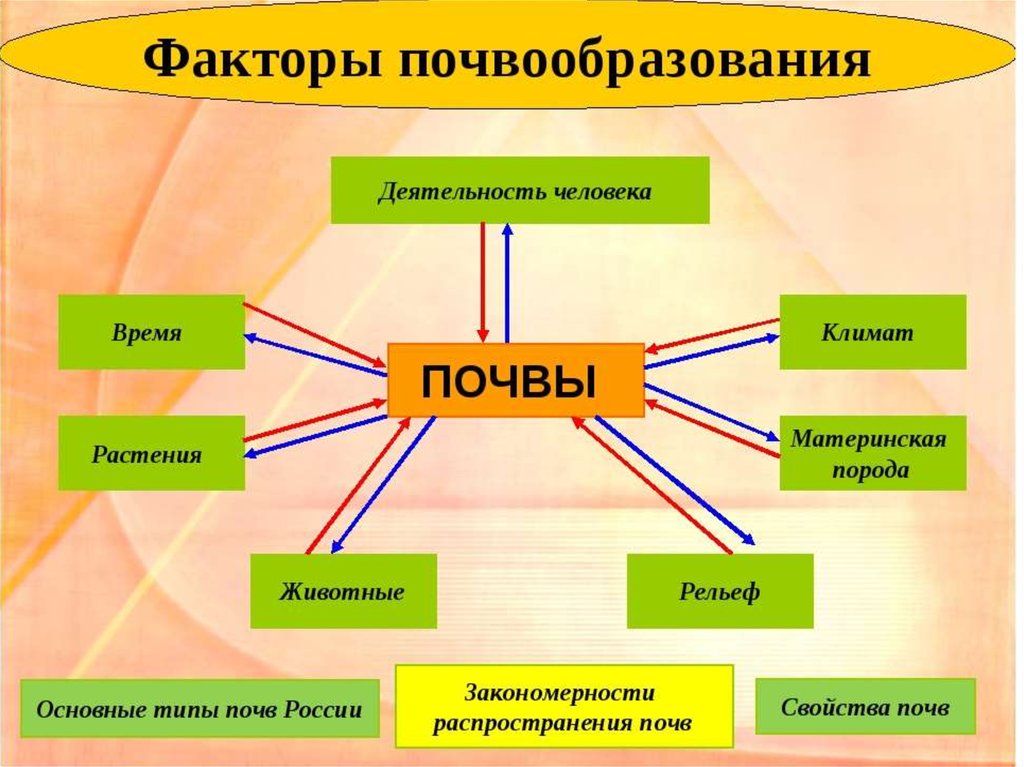 Что из перечисленного участвует. Основные факторы почвообразования. Образование почвы факторы почвообразования. Основной фактор почвообразования. Перечислите факторы почвообразования 8 класс география.