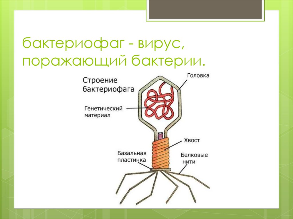 Бактериофаг поражает бактерию