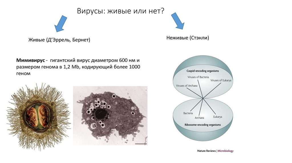 Вирус неживая природа. Вирусы это живые организмы или нет. Вирус не живой организм. Вирусы живые или неживые организмы. Вирусы не являются живыми организмами.