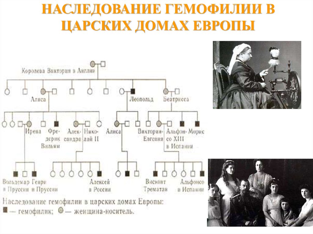 Схема наследования гемофилии