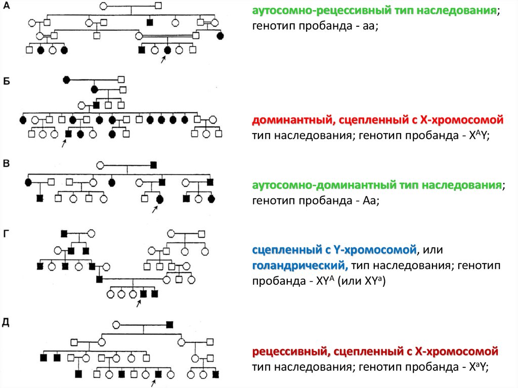 Х рецессивный. Определить Тип наследования признака в родословной. Типы наследования признаков схема. Как определить Тип наследования по схеме. Аутосомно-доминантный Тип наследования АА АА.