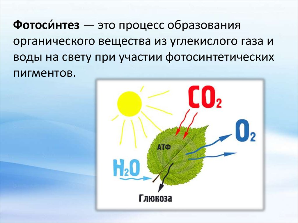 Фотосинтез 5 класс презентация