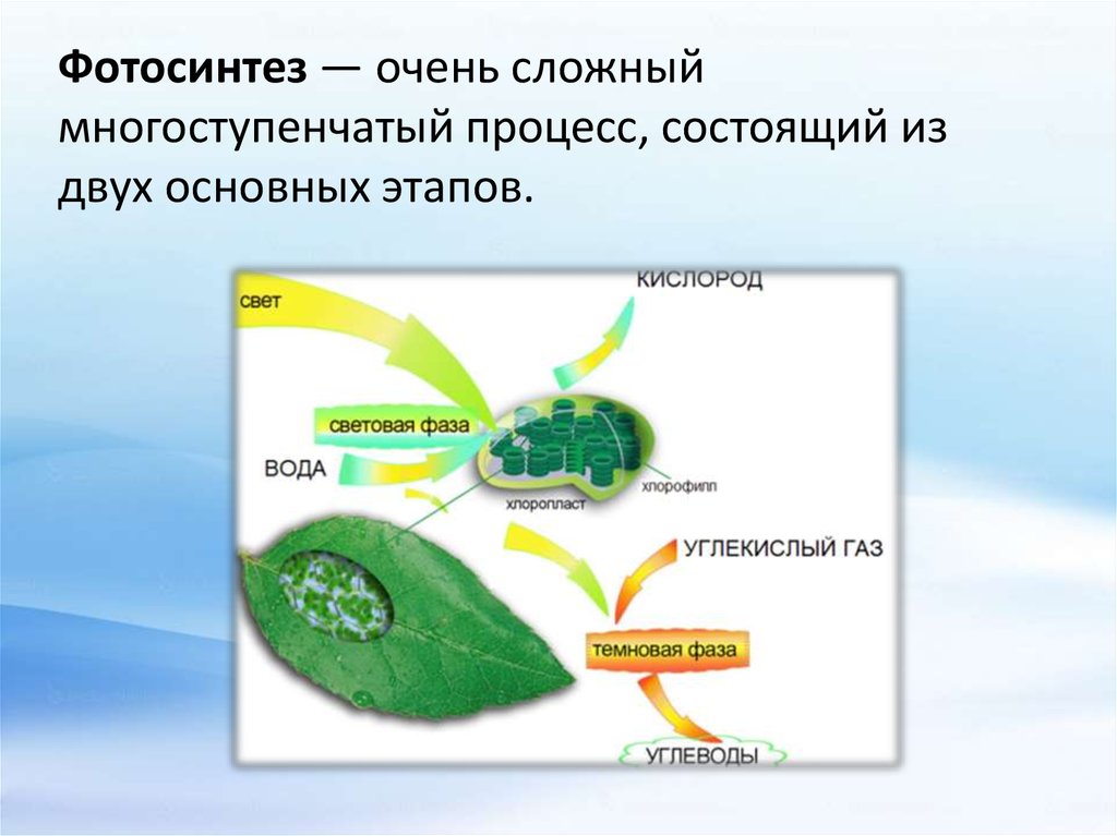 Появление фотосинтеза эра. Схема фотосинтеза 6. Фотосинтез 5 класс биология. Ajnjcbyntp 6 rkfc ,bjkjubz. Фотосинтез 6 класс участники.