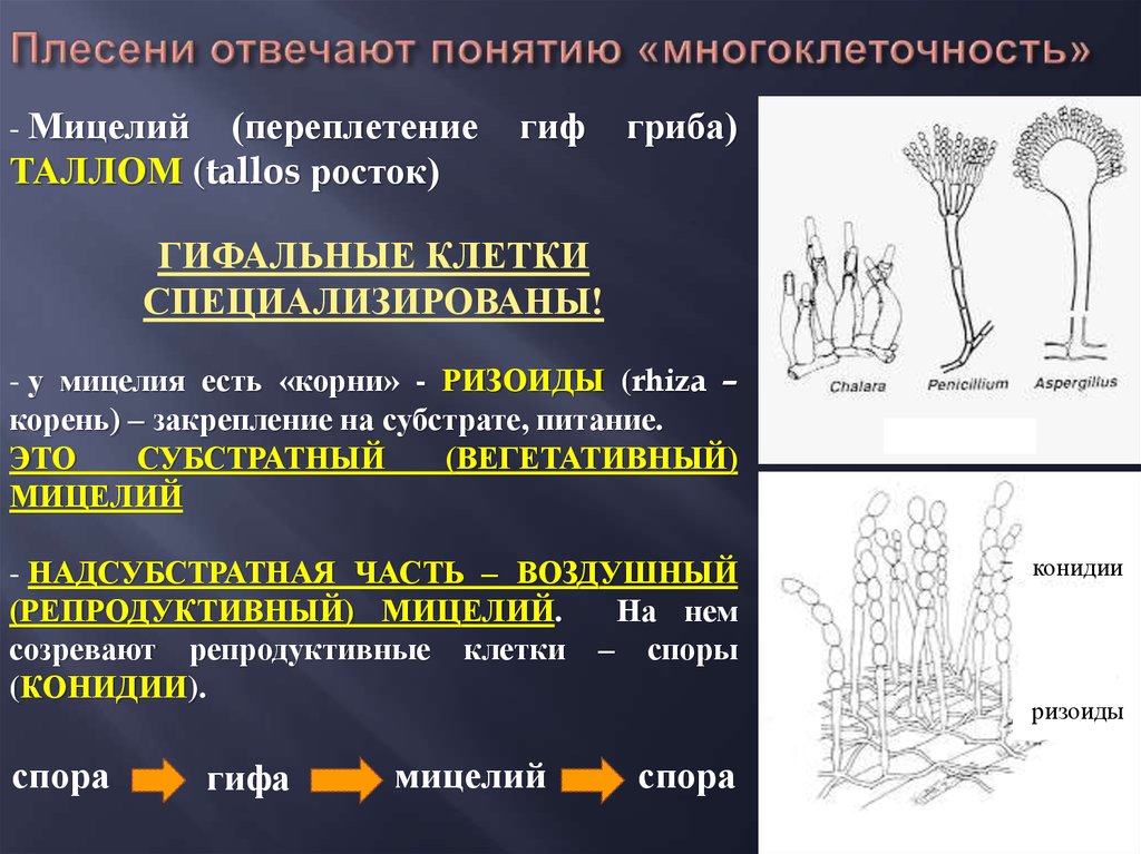 Вегетативные грибы