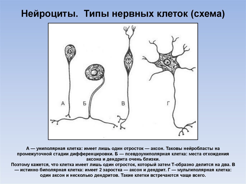 Виды нервной. Нервная ткань нейроциты. Схема строения нейроцита. Нервная клетка нейроцит. Нервная ткань схема.