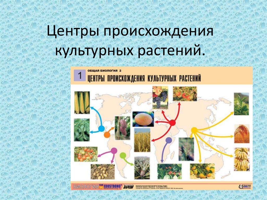 Презентация центры происхождения культурных растений 7 класс