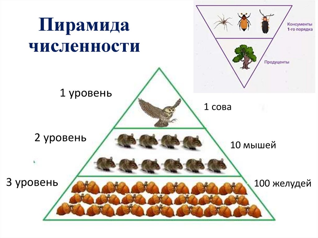 Схема экологической пирамиды