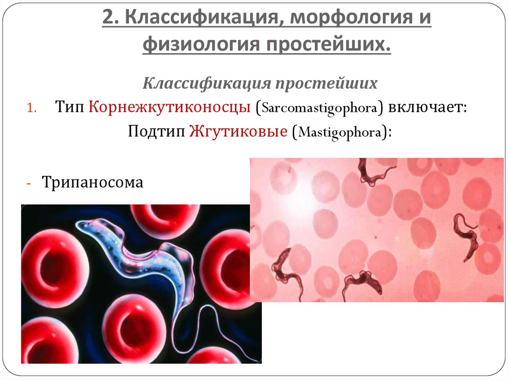 Морфология биология систематика