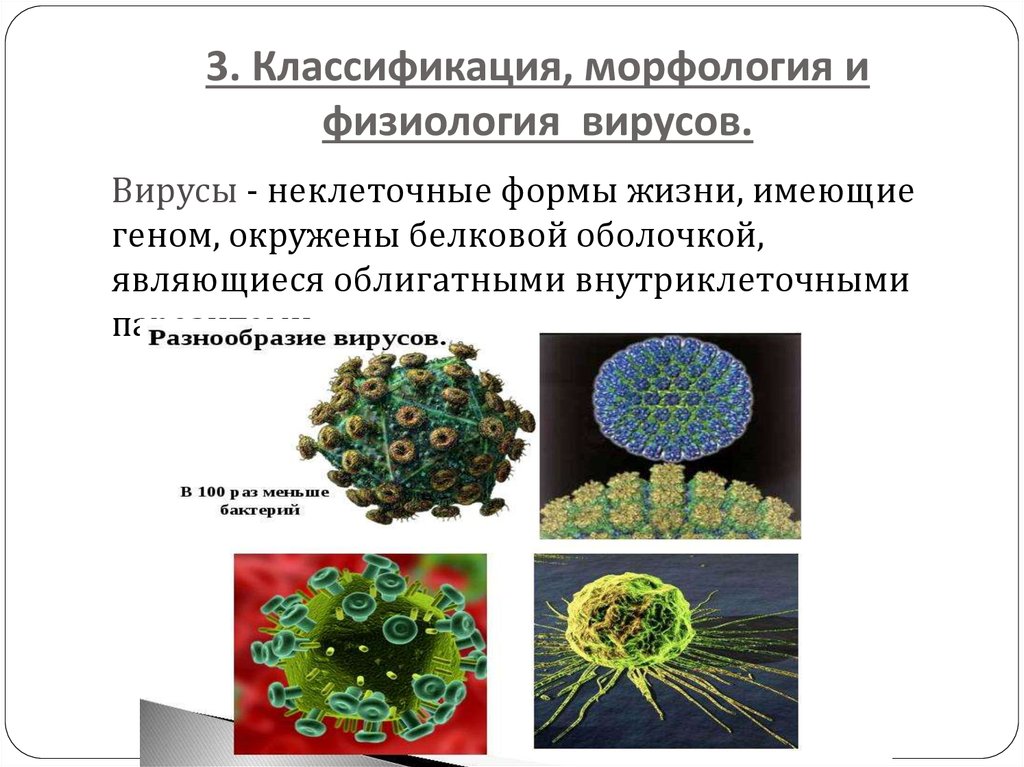 3 группы вирусов