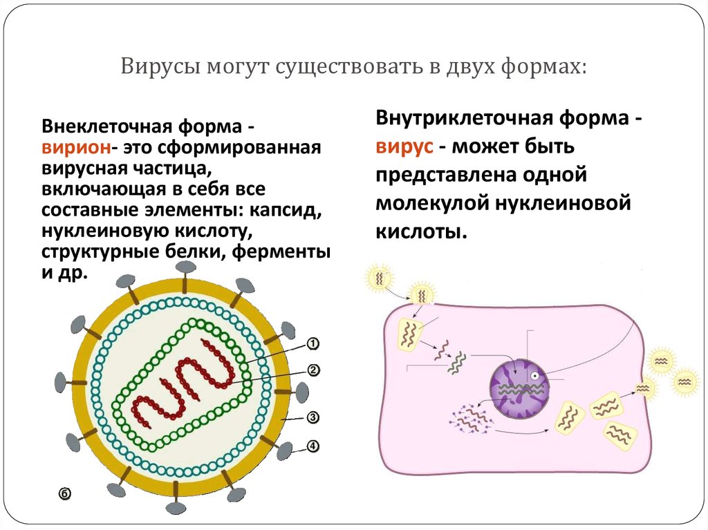 Можно существует. Вирус и Вирион разница. Внеклеточные и внутриклеточные вирусы. Отличие вируса от вириона. Вирусы могут существовать.