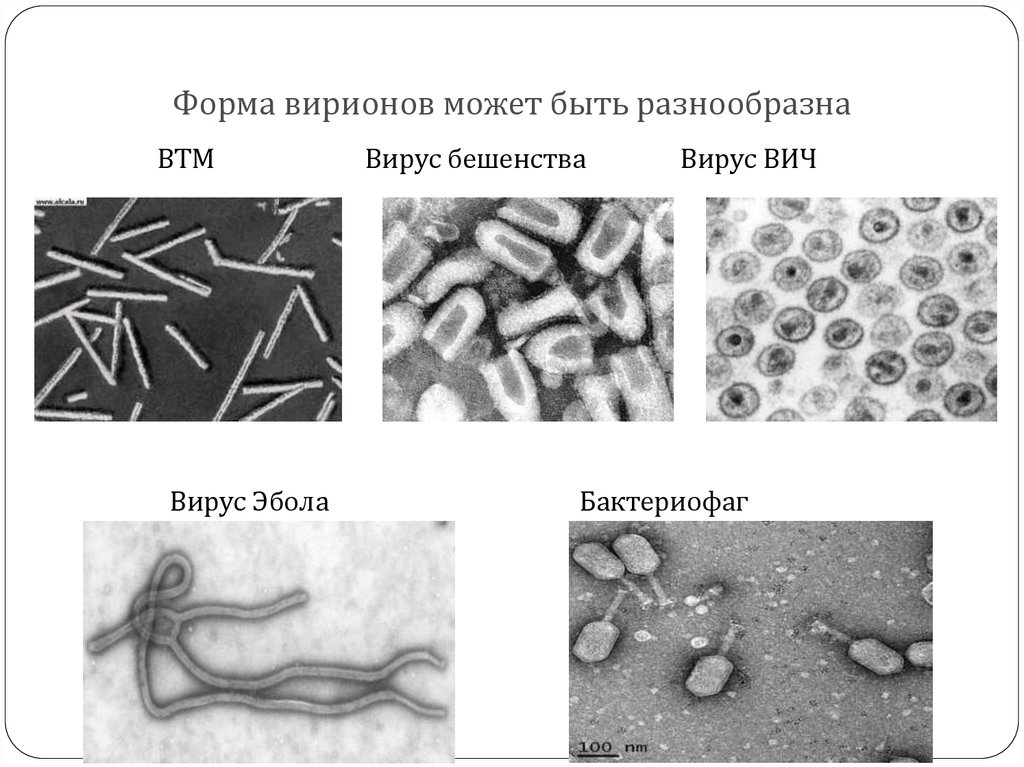 Рисунки различных форм вирионов