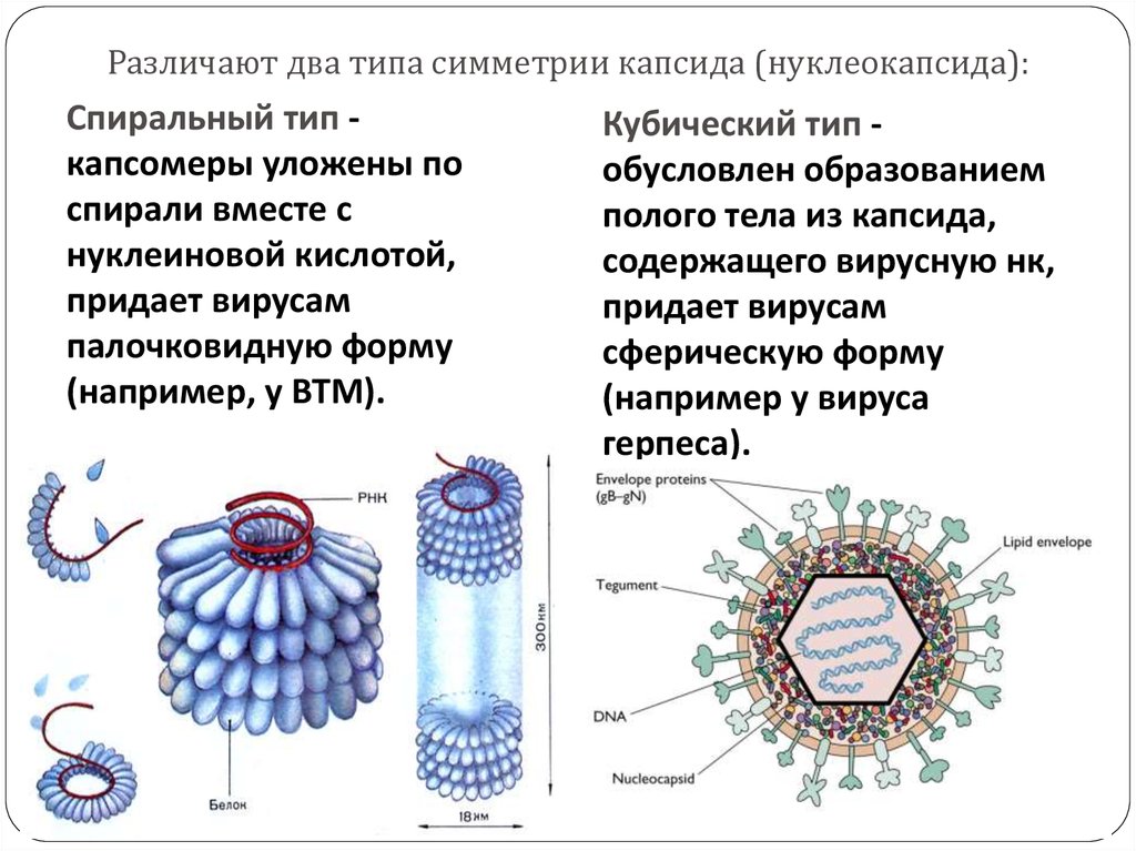 Белковый капсид вируса на рисунке