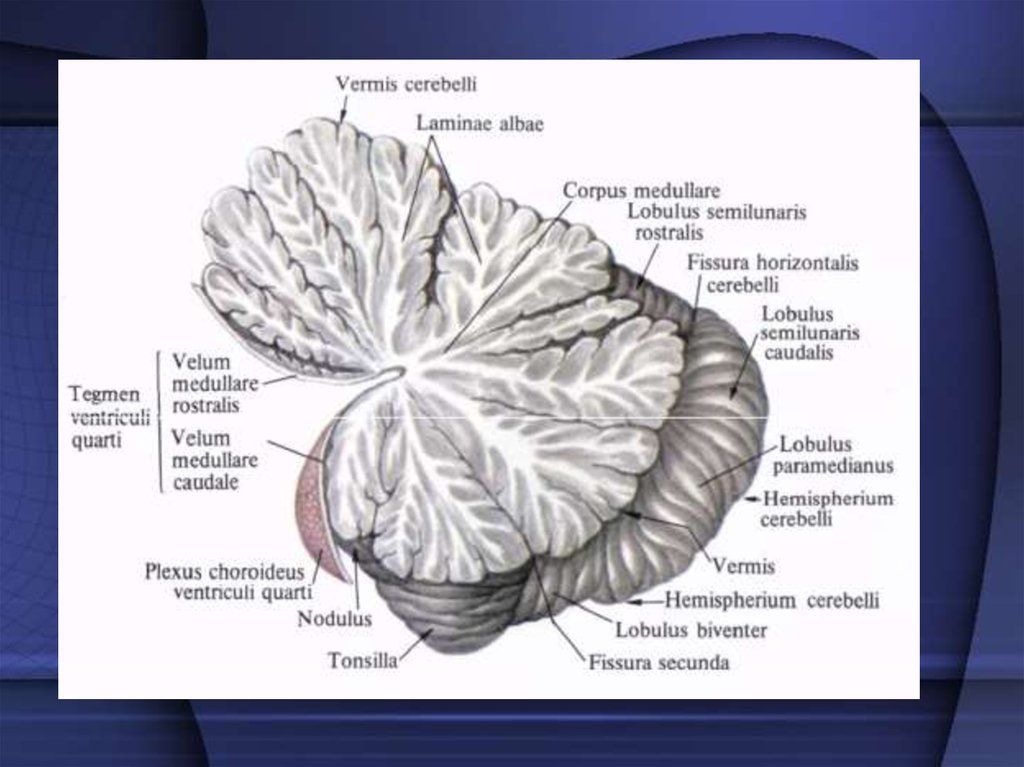 Мозжечок строение рисунок