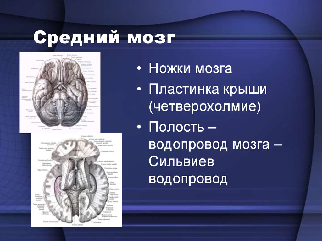 Ноги мозг голова. Головной мозг СИЛЬВИЕВ водопровод. СИЛЬВИЕВ водопровод – это полость среднего мозга. Четверохолмие СИЛЬВИЕВ водопровод. Средний мозг.