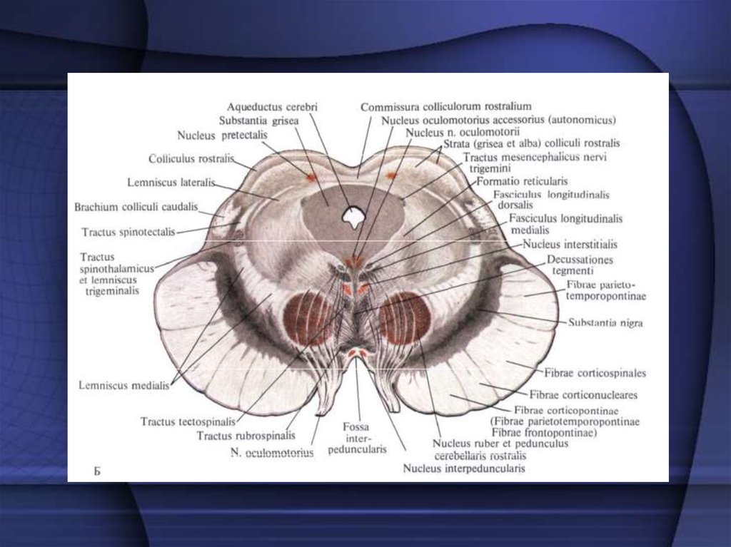 Ядра среднего мозга. Поперечное сечение среднего мозга. Разрез среднего мозга схема. Ножки мозга анатомия Синельников. Commissura Alba спинной мозг.