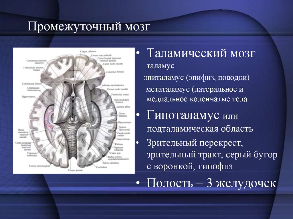 Промежуточный мозг. Таламический мозг анатомия. Таламус гипоталамус эпиталамус метаталамус. Промежуточный мозг таламус гипоталамус эпиталамус метаталамус. Надбугорье промежуточного мозга.