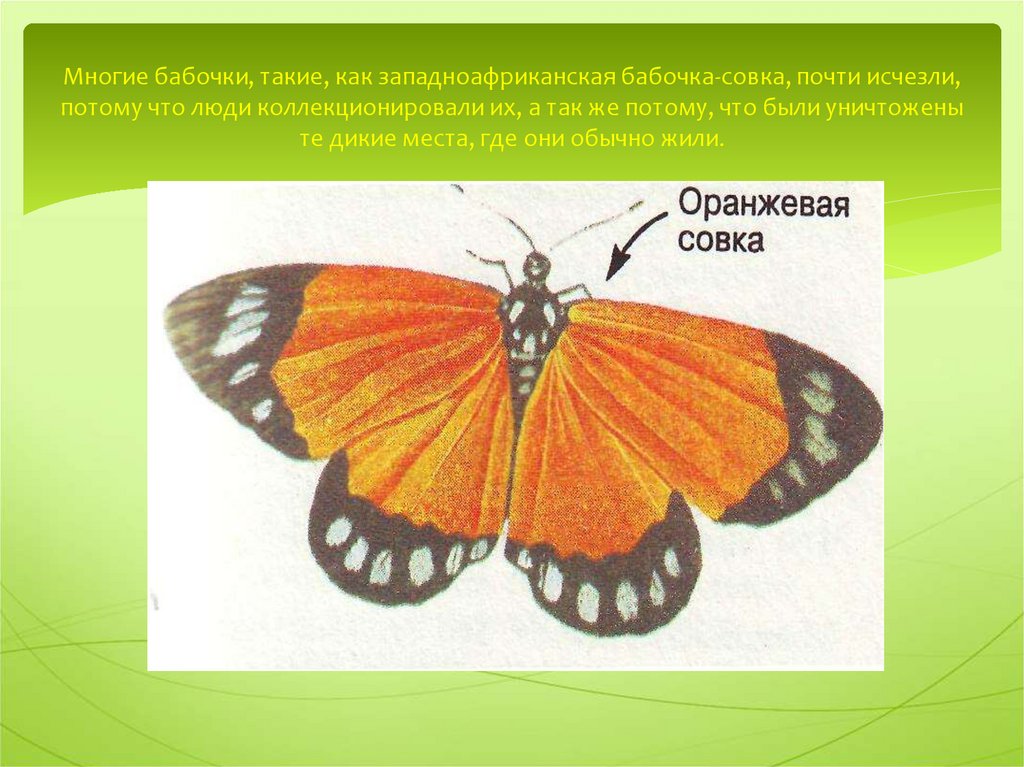 Многие бабочки, такие, как западноафриканская бабочка-совка, почти исчезли, потому что люди коллекционировали их, а так же