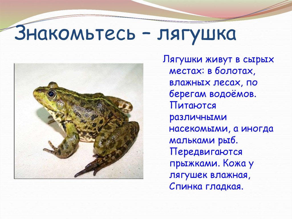 Различие лягушки и рыбы. Чем отличается жаба от лягушки. Лягушка для дошкольников. Проект про лягушку. Лягушки 1 класс презентация.