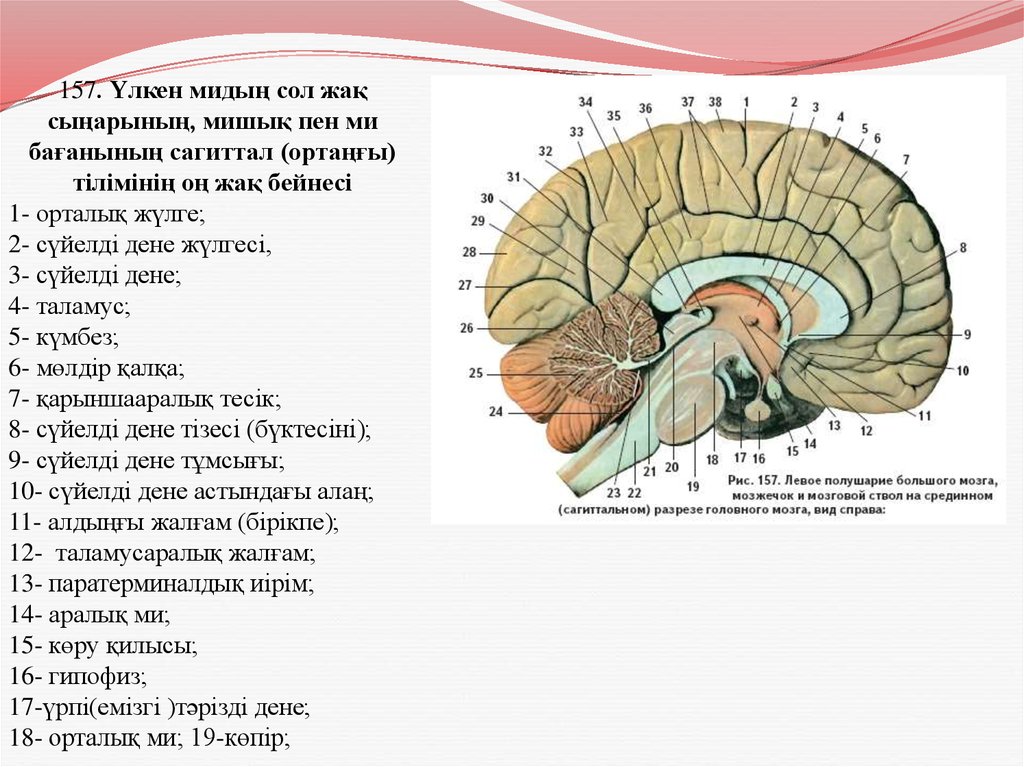 Сагиттальный разрез мозга. Головной мозг дорсолатеральный разрез. Ми діңі.Үлкен ми сыңарлары. Ми қатпарлары. Ми көпірі.