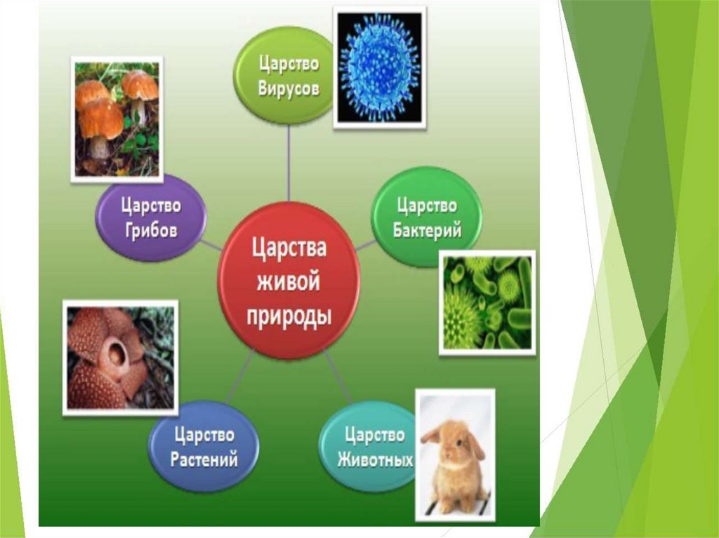 Презентация по биологии 5 класс царства живой природы