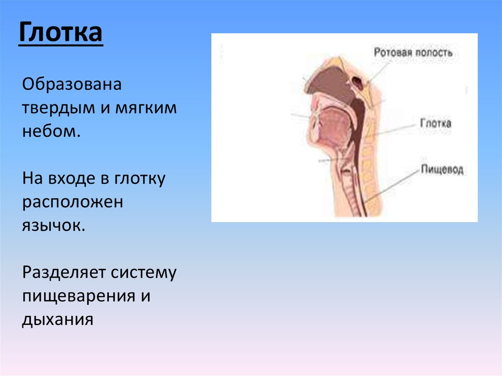 Анатомия глотки презентация