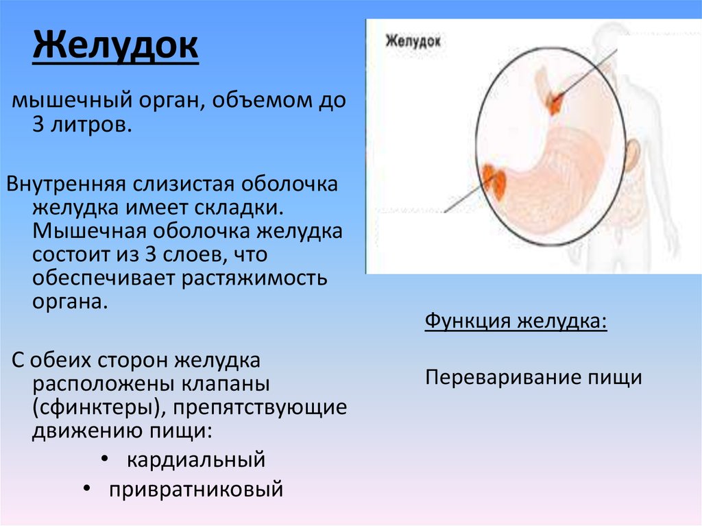 Желудок имеет. Складки слизистой желудка. Желудок мышечный орган. Складки желудка функции.