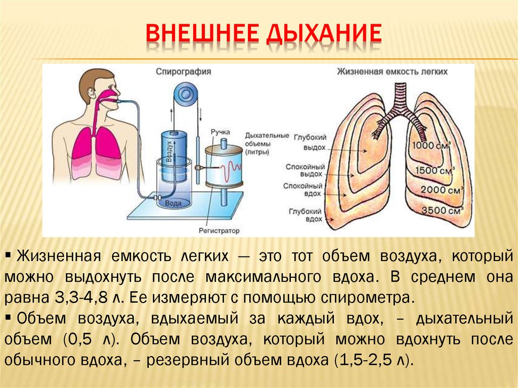 Выдох давление в легких. Механизм внешнего дыхания дыхательный цикл. Дыхательная емкость легких. Механизм дыхания жизненная емкость легких. Внешнее легочное дыхание.