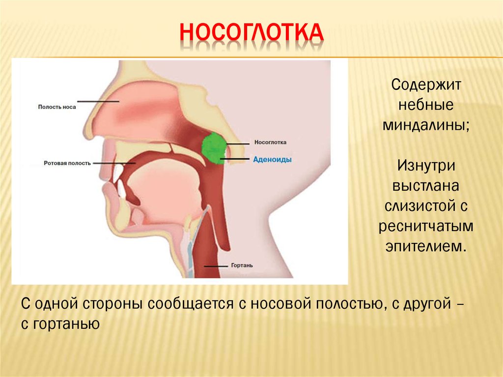 Полость носа и гортань. Глоточная миндалина аденоиды. Анатомия ЛОР органов аденоиды. Строение носоглотки аденоиды. Строение гортани миндалины.