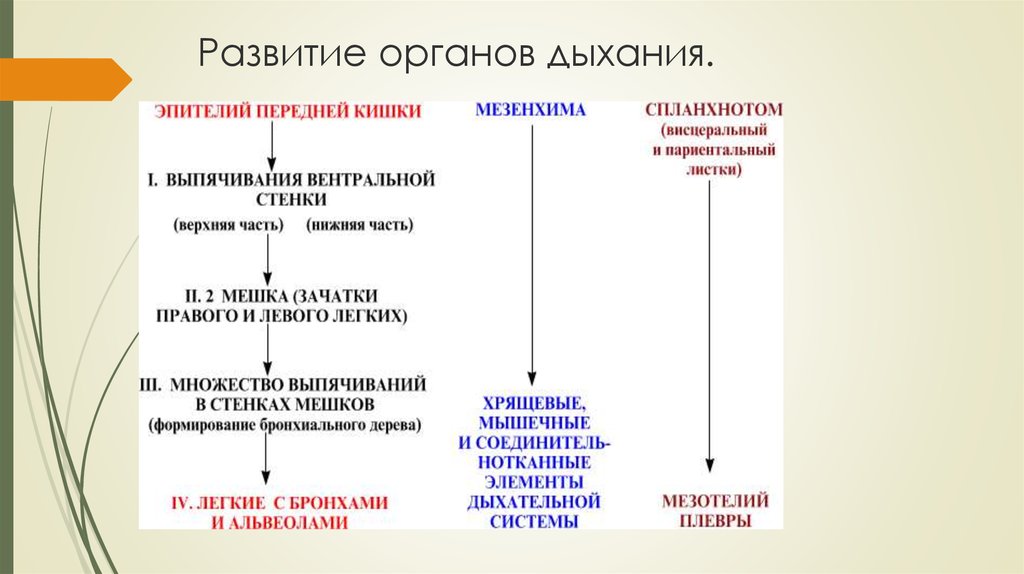 Эмбриогенез дыхательной системы презентация