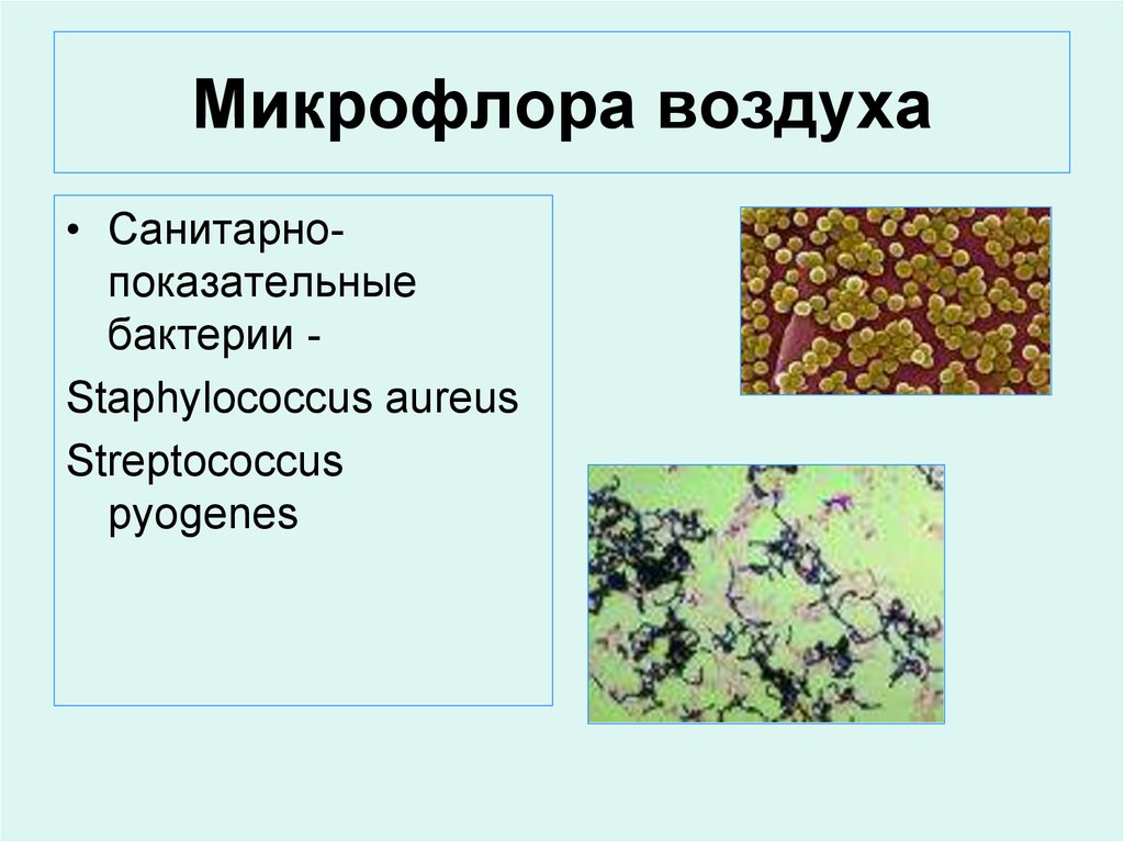 Воздушные бактерии. Микрофлора воздуха. Микрофлора воздуха санитарно-показательные бактерии воздуха. Микроорганизмы в воздухе находятся. Представители микрофлоры воздуха.