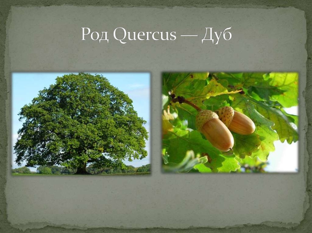 Дуб относится к голосеменным. Род дуб (Quercus). Дуб отдел. К какому отделу относится растение дуб.