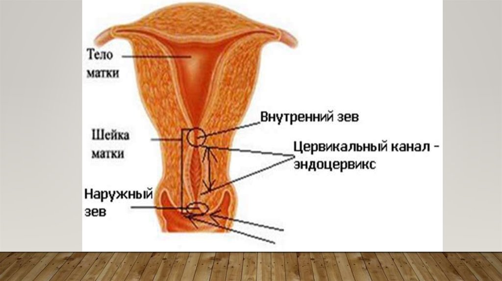 Строение шейки матки в картинках