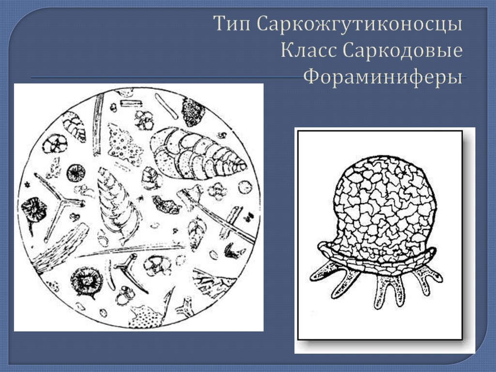 Многообразие простейших 8 класс