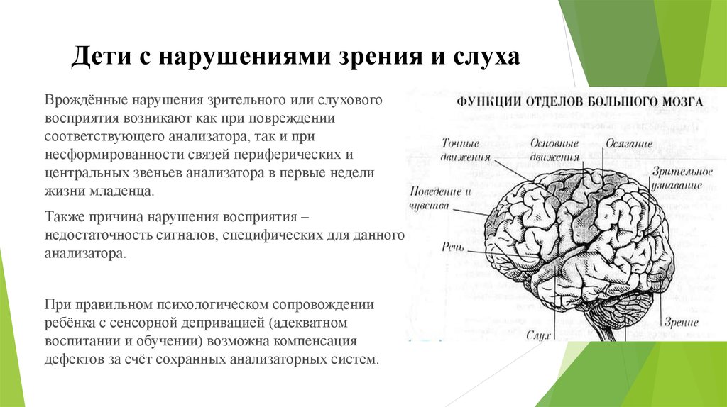 Центры зрения и слуха