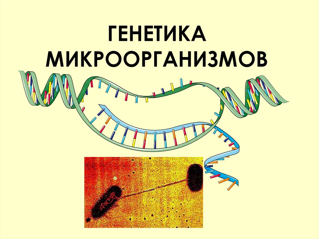 Фенилкетонурия презентация по генетике