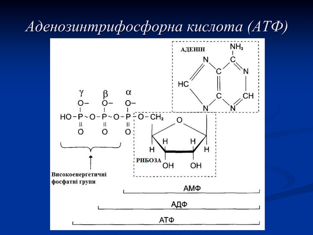 32 атф. Аденозинтрифосфат рибоза. Аденозинтрифосфорная кислота формула. АТФ аденозинтрифосфорная кислота. Эруковая кислота АТФ.