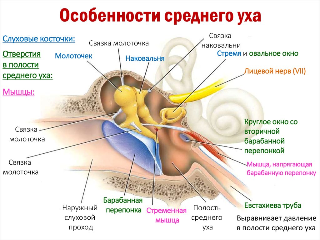 Какая функция слуховых косточек. Овальное окно слуховой анализатор. Строение полости среднего уха. Строение слухового анализатора овальное окно. Строение уха слуховые косточки.