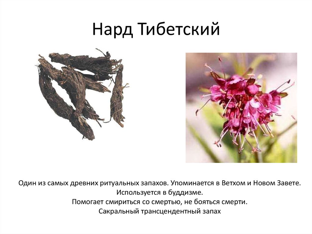 Нард Тибетский