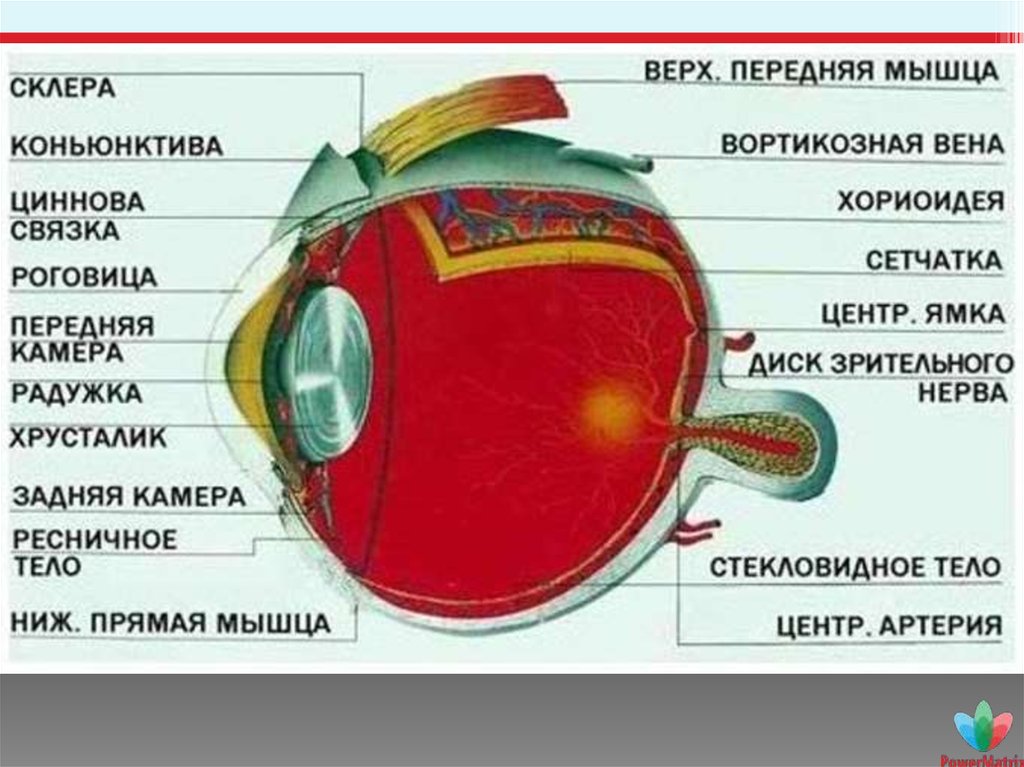 Как называется прозрачная часть белочной оболочки глаза. Склера оболочка глазного яблока. Строение глазного яблока склера. Склера глазного яблока функции. Белочная оболочка глаза склера.