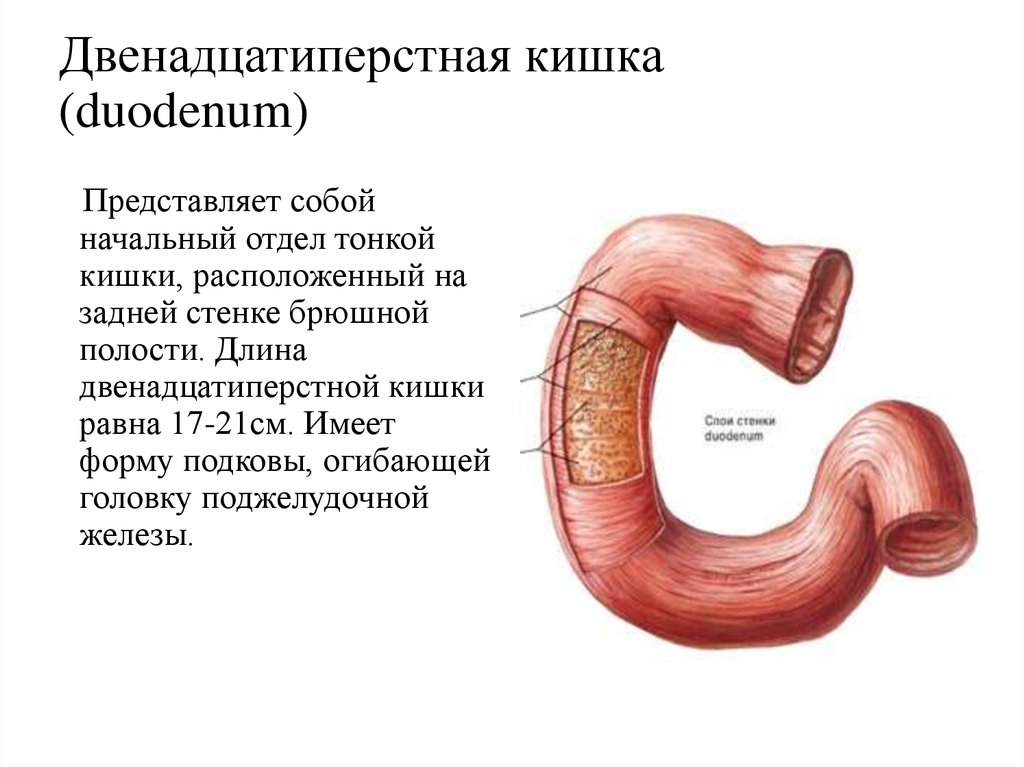 Тонкий желудок строение. 12 Перстная кишка анатомия слои. Луковица 12 перстной кишки рисунок. Кишечник анатомия 12 перстной кишки. Двенадцатиперстная кишка анатомия строение.