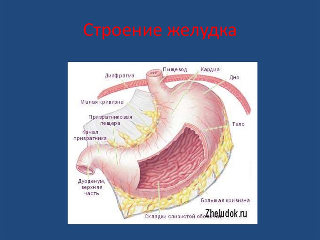 Внутреннее строение желудка. Малая кривизна желудка анатомия. Строение желудка человека. Строение желудка анатомия.