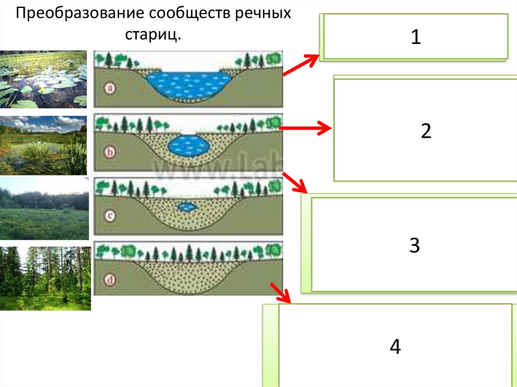 Схема зарастания озера