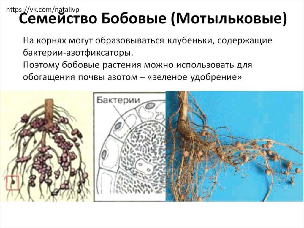 Семейство Бобовые (Мотыльковые)