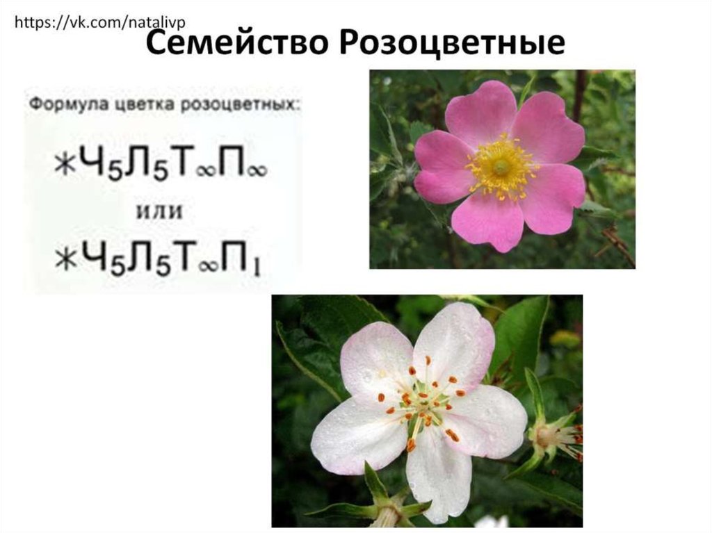 Семейство Розоцветные