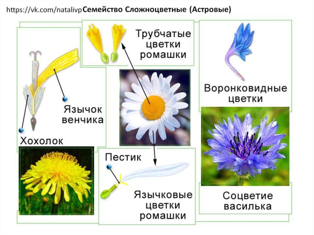 Семейство Сложноцветные (Астровые)