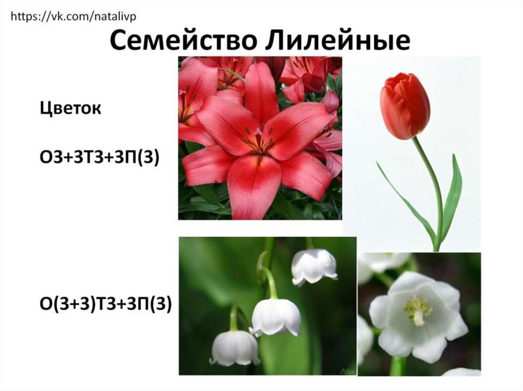 Три примера лилейных. Цветки и соцветия семейства лилейных. Покрытосеменные растения Лилейные. Крокус семейство Лилейные. Семейство Лилейные цветок тюльпан.