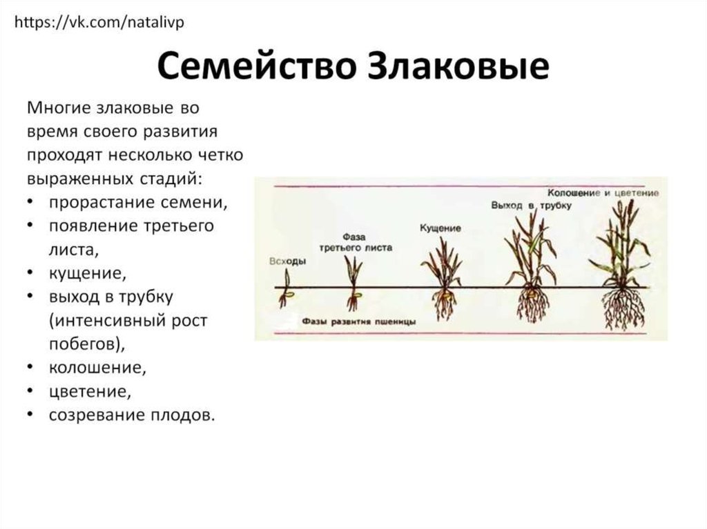 Семейство Злаковые